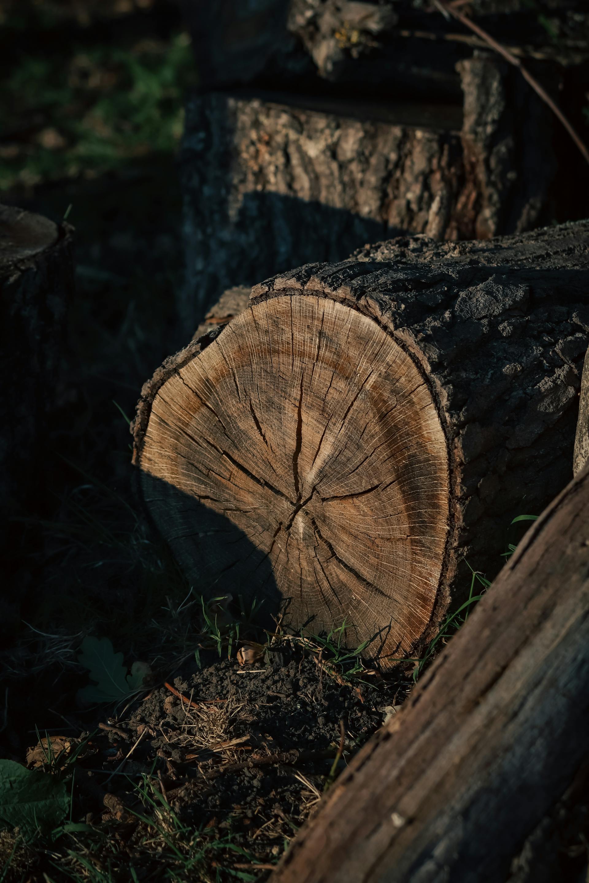 Thớ gỗ tự nhiên